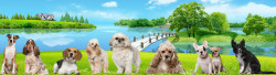 Hier ist der Hund erlaubt, Urlaub mit Hund