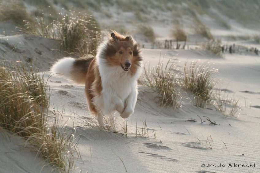 hund-collie läuft durch die Dünen am Meer